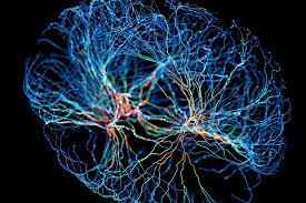 Neuroplasticita a zrcadlová terapie